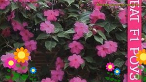 Бальзамин ампельная Акробат F1 Роуз. Краткий обзор, описание характеристик impatiens Acrobat Rose