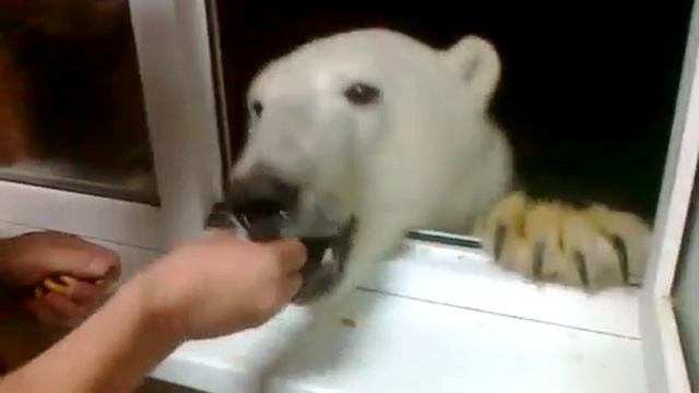 Мишка попрошайка.mp4 смотреть онлайн