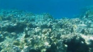 Видео обзор отеля отеля Джаз Фанара 4*, Шарм-эль-Шейх