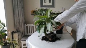 Аглаонема, что с ней делать? Может пересадим?!