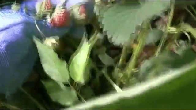 Ананасная клубника "Пайнберри" смотреть онлайн