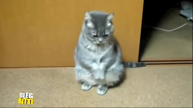 ПРИКОЛЫ С КОТАМИ! ТОП ПОДБОРКА! КОТЫ СОШЛИ С УМА! смотреть онлайн