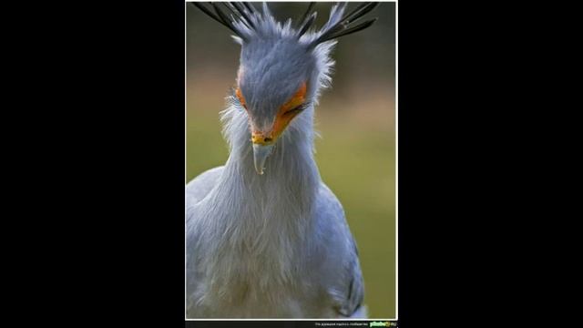 Птица секретарь смотреть онлайн