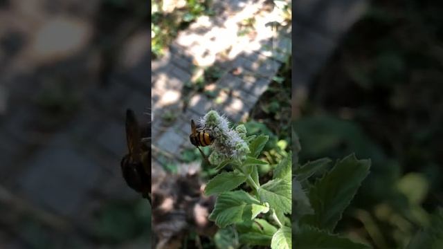 Муха похожая на осу-Журчалка смотреть онлайн