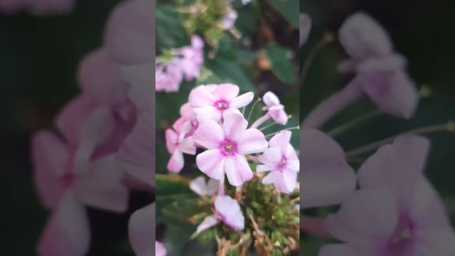 Мне райский уголочек снится? смотреть онлайн