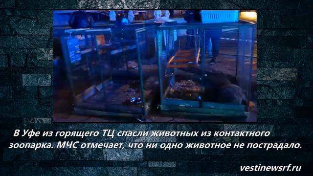 В Уфе из горящего ТЦ спасли животных из контактного зоопарка. МЧС отмечает, что ни одно животное не смотреть онлайн
