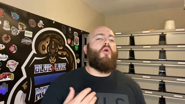 The Ball Python community and why marketing a brand on social media is important! смотреть онлайн