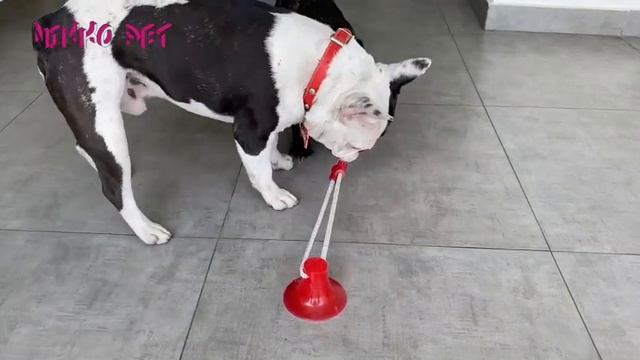 Dog Self-Playing Rubber Ball Toys смотреть онлайн