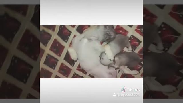 Щеночки Французского бульдога 1 месяц. смотреть онлайн