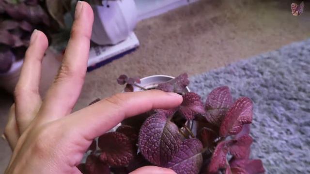 Episcia Rosa | Una planta de color rosita facil смотреть онлайн