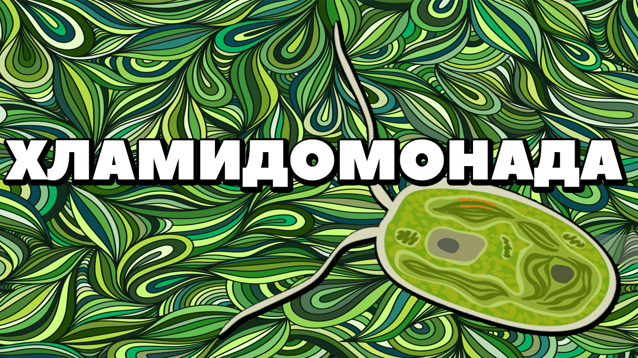 ЕГЭ по БИОЛОГИИ.ХЛАМИДОМОНАДА.Строение,размножение.Жизненный цикл Хламидомонады..mp4