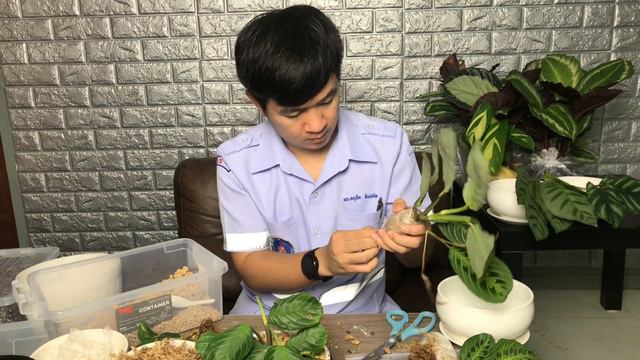 เปิดกล่องต้นไม้ คล้าหายาก Calathea rare item 2020. смотреть онлайн
