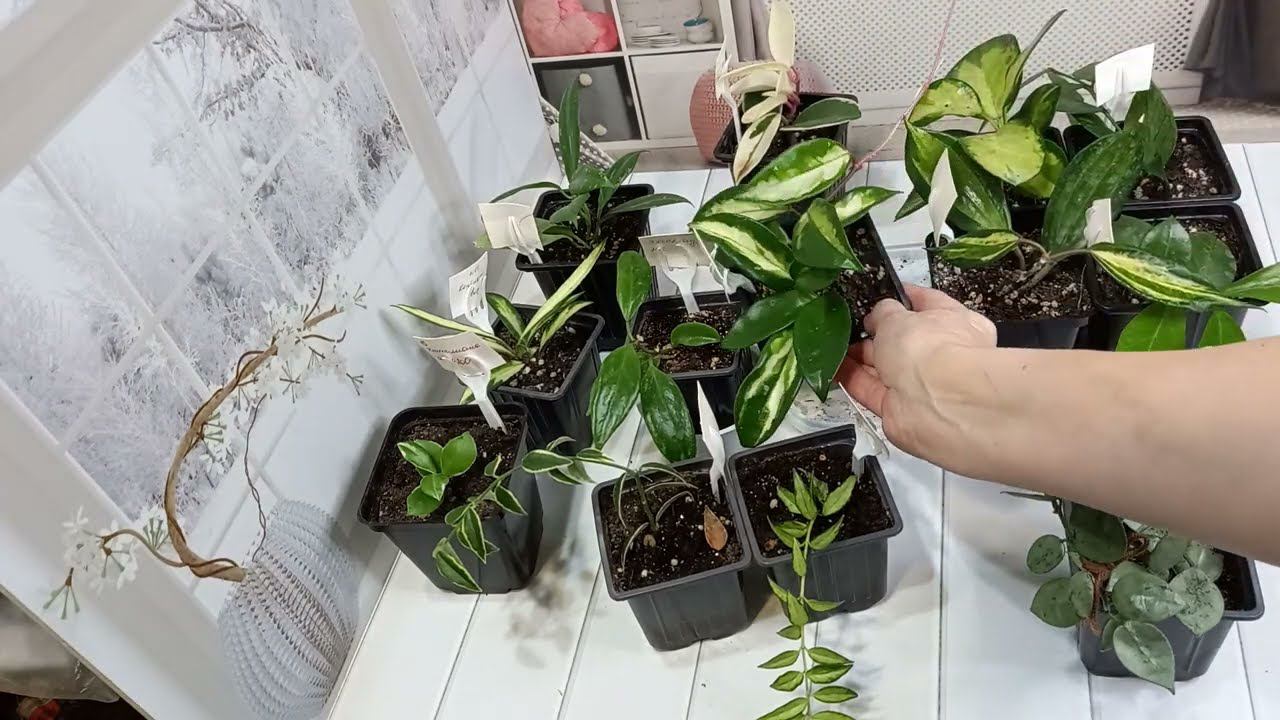 Только цветы, что выросло с лета . 20 ноября 2023 г. смотреть онлайн