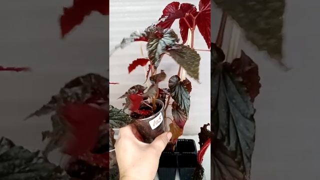 Продажа комнатных растений,3 сентября 2023, Ватсап 89275251340 смотреть онлайн