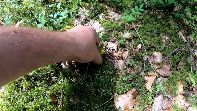 ГРИБЫ в диком лесу!..Сегодня в ГОРЫ!..Прячемся от жары. Спасаем Жекери! смотреть онлайн