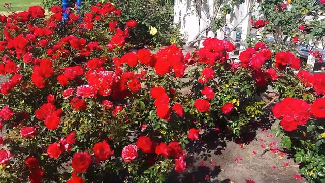 Stunning Red Roses at the Rose Garden in Balboa Park in San Diego, California смотреть онлайн