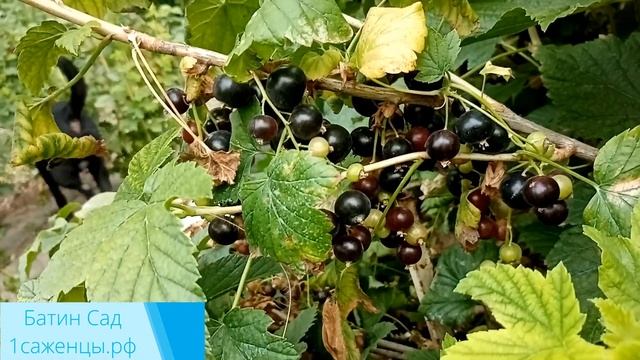 Черная смородина Валовая смотреть онлайн