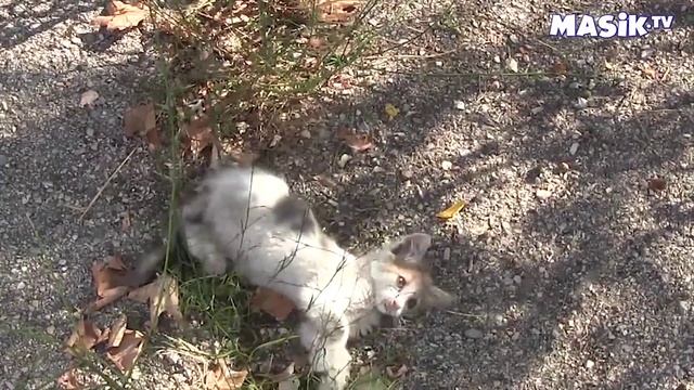 уличные котята смотреть онлайн