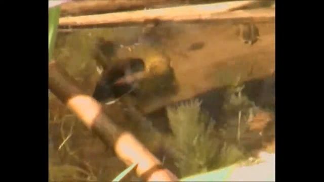 Несколько жуков-плавунцов питаются мертвым карасем р. Коломак (Полтава) смотреть онлайн