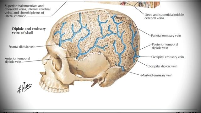 Анатомия с АВ. Система верхней полой вены (vena cava superior). смотреть онлайн