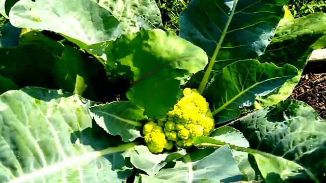 My First Broccoli Romanesco Harvest And More смотреть онлайн