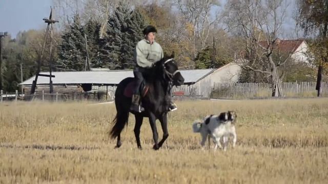 Борзята при лошади на прогулке смотреть онлайн