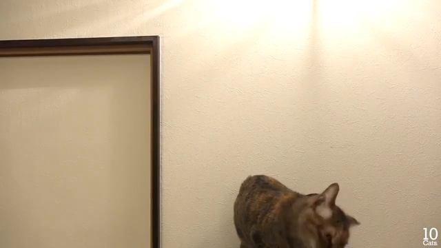Рождественские котейки смотреть онлайн
