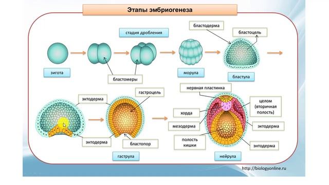 Онтогенез ЕГЭ и ОГЭ смотреть онлайн