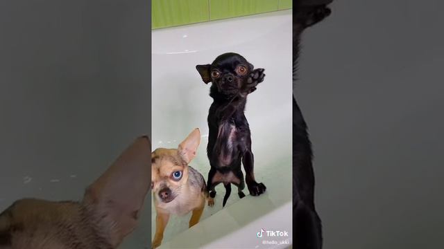 Ой что-то будет…🛁🧽😂. #покажи_своего_зверя #согрейлапки #летний_пэт #чихуахуа #юмор #прикол # смотреть онлайн