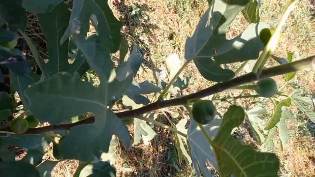 Гибрид Кадоты. 2 года. Инжир без укрытия. Kadota Hybrid fig. смотреть онлайн