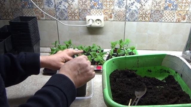 Как правильно пикировать баклажаны в домашних условиях - переваливать. Уход после пересадки смотреть онлайн