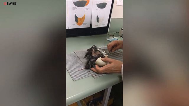 Vets Perform Emergency 'Caesarean' to Help Hatch Tiny Kiwi Chick | SWNS TV смотреть онлайн
