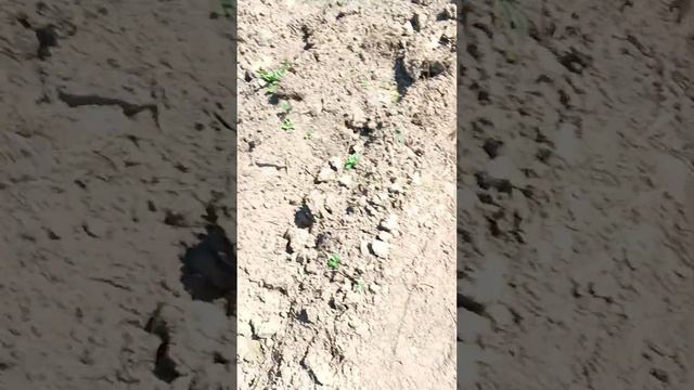 Тверская область, зона рискованного земледелия! Померзла тыква..