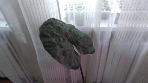 Алоказия Юкатан Принцесс (Alocasia Yucatán Princess)