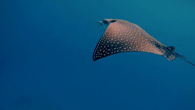 Marsa Alam Fantazia Resort мой прекрасный друг, могучий Рамзес и его семья скатов-орляков смотреть онлайн