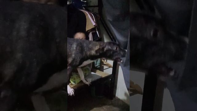 #bravedog#Dog friend protect my baby смотреть онлайн