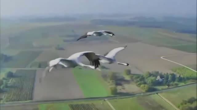 В ЗЛАТОГЛАВОМ ПОЛЕСЬЕ. смотреть онлайн