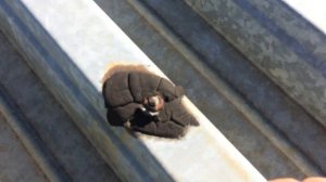 ПОЧЕМУ ТЕЧЕТ ДАЖЕ КРОВЛЯ ИЗ ПРОФНАСТИЛА