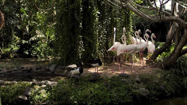 Животные в 4К смотреть онлайн