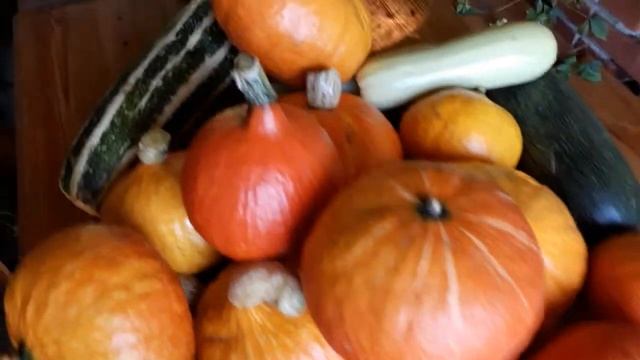 #дача #тыква #урожай #секреты / Урожай тыквы. Успейте собрать до первых заморозков. Секреты урожая смотреть онлайн