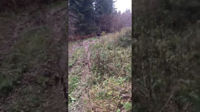 Прогулка в лесу смотреть онлайн