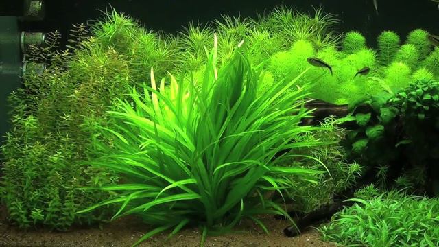 Helanthium Bolivianum Quadricostatus