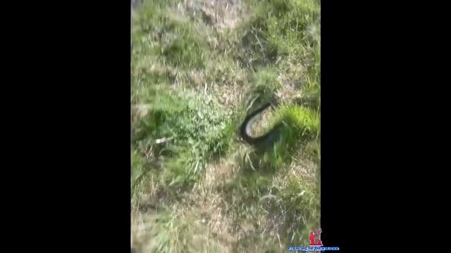 Ловля саргана на блесну с ниткой. Catching billfish смотреть онлайн