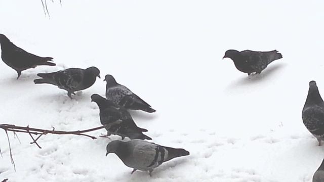 Галка забрала хлебушек у голубей смотреть онлайн