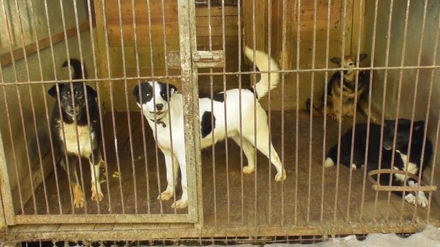 Ролик Собака смотреть онлайн