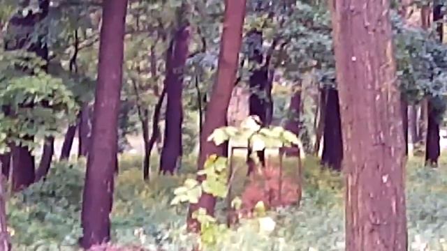 Черкассы , садят сосны чтобы не украли Кому нужны сухие сосны смотреть онлайн