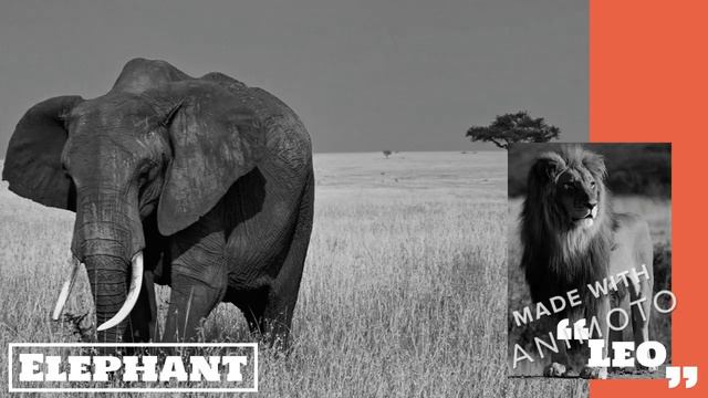 я люблю животных смотреть онлайн