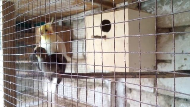 корелла готовится к гнездованию