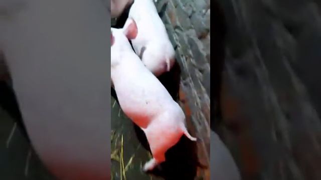 ОТЗЫВ от клиентов которые берут поросят, какой вес поросёнка в 51день смотреть онлайн