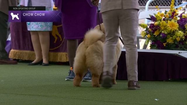 Chow Chows | Breed Judging 2023 смотреть онлайн